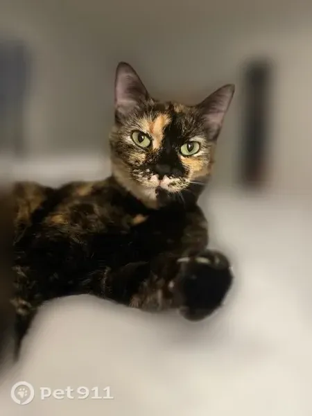 Lost cat, Morgan Drive, Town of Lewiston, Niagara University — female tortie with green eyes - photo