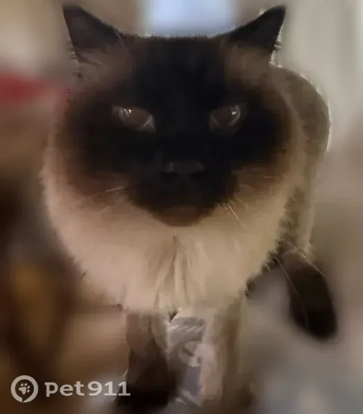 Lost cat, Foxridge Crescent, 63, Warwick - male Siamese, small, white body and black face - photo