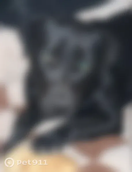 Lost dog, North 135th Avenue, 6543, Glendale - female black lab mix - photo