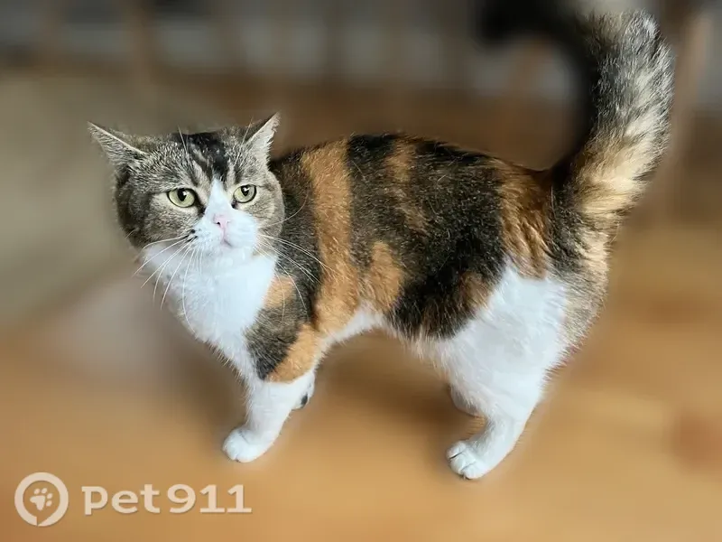 Lost cat, May Street, 40;42;44, Cambridge — female, tri-color calico, round face - photo