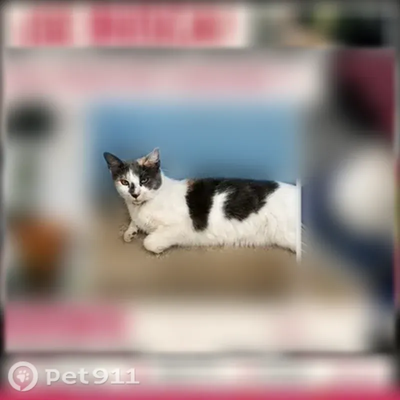 Lost cat, South Dixie Highway, 23919, Homestead - female, green eyes, black collar with ID tag - photo