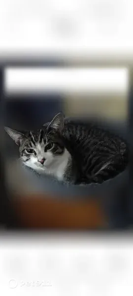 Lost cat, Trenton Road, 13517, Southgate - male, blue with white, black, and grey stripes - photo
