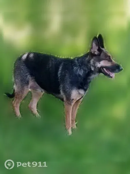 Found dog, West Greenhead Drive, 1300, Meridian — female German Shepherd with no collar - photo