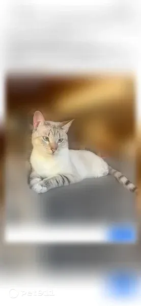 Lost cat, Peninger Road, 1, Central Point, Central Point - male, linx point snowshoe Siamese - photo
