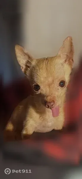 Lost dog, Woodall Road Southwest, 909, Birmingham - male, light brown, no collar - photo