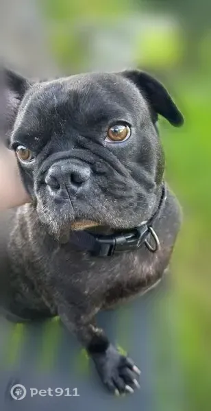 Lost dog, Donlen Street, 6815, Houston - male black French Bulldog - photo