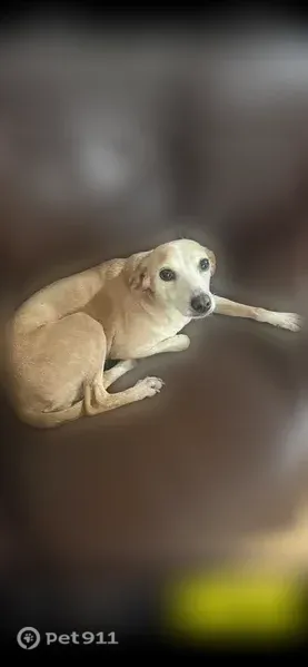 Lost dog, North Carolina 87, 3873, Pittsboro - female, tan with a little white - photo