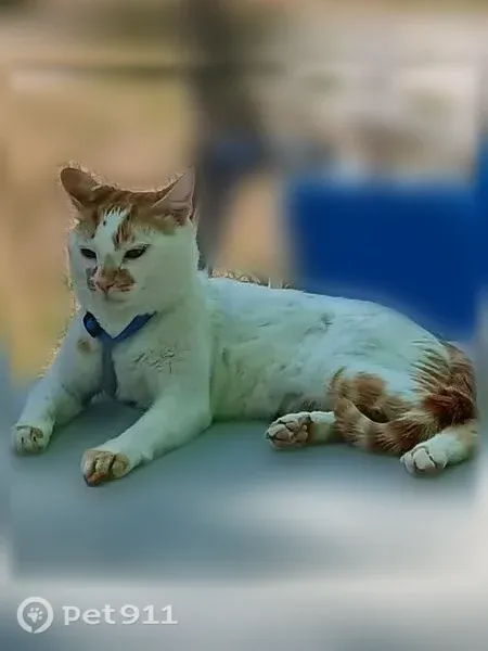 Chat perdu mâle, Rue de Nimègue, 4, Achères - blanc, harnais bleu - photo