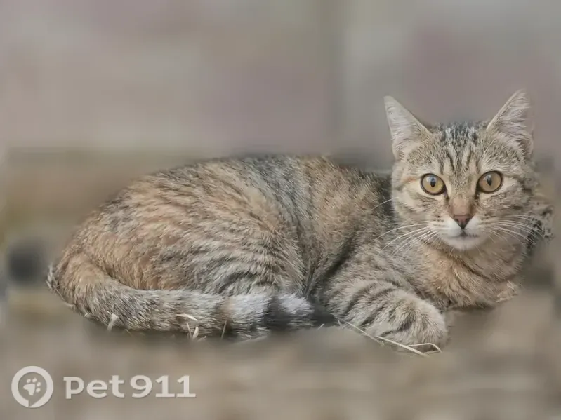 Chat perdu femelle, Rue des Sources, 37, Antony - grise gouttière tigrée, pucée - photo