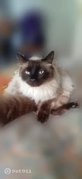 Chat perdu mâle, Côte de Poissac, Tulle - poils longs - photo