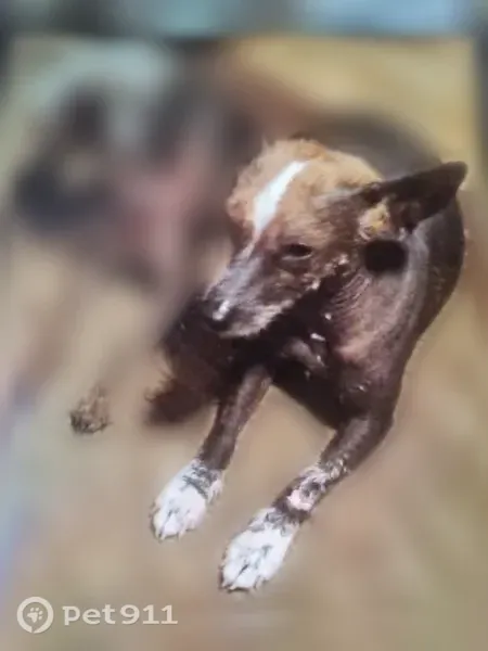 Chien perdu mâle, La Girardiere, 6, Les Herbiers - photo