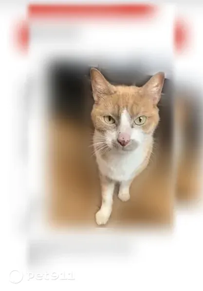 Chat perdu mâle, Rue de Mulhouse, Nancy - très craintif - photo