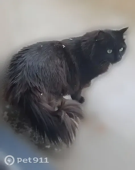 Chat perdue, Rue Paul Claudel, 2, Le Grand-Lemps, Lyon - femelle, robe noire à poil long - photo