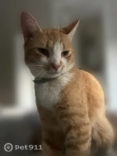 Lost cat, Hollice Place, 322, Matthews - male, ginger with white paws - photo