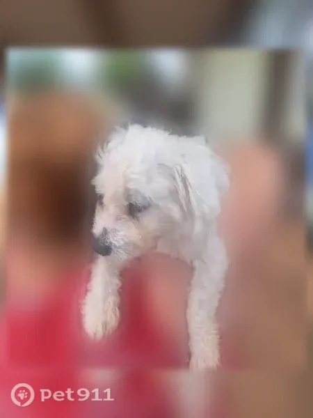 Found dog, 4th Street, 7302, Lubbock - white, recently groomed - photo