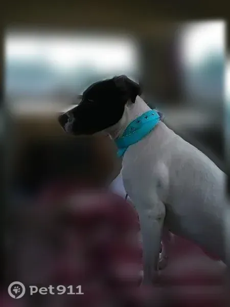 Lost dog, Janie Road, 679, Deatsville - female, friendly, white with black patches - photo