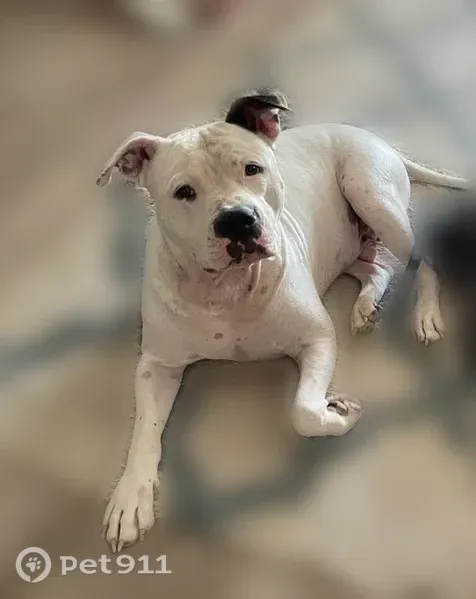 Lost dog, East Arizona Avenue, 755, Buckeye - white with black features - photo