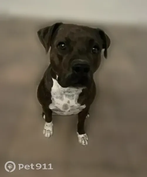 Lost dog, East Arizona Avenue, 755, Buckeye — skittish, friendly family dog - photo
