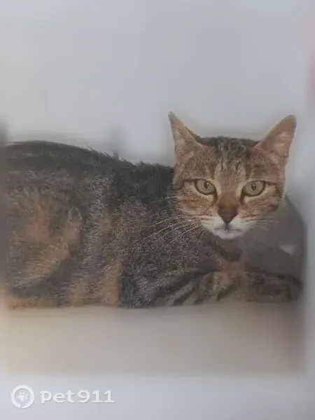 Chat perdu femelle, Impasse des Dahlias, Toulouse - jeune chatte tigrée aux yeux verts - photo