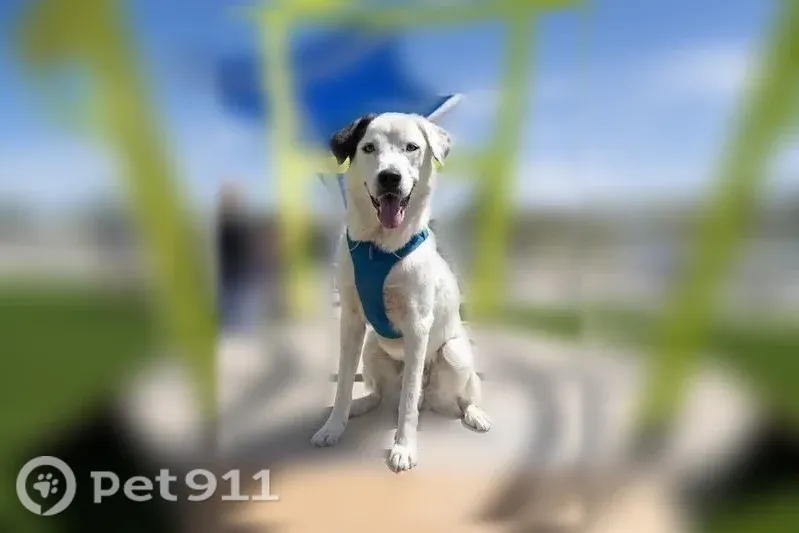 Lost dog, West 84th Avenue, 11364, Arvada — 2-year-old male, white with one brown ear - photo