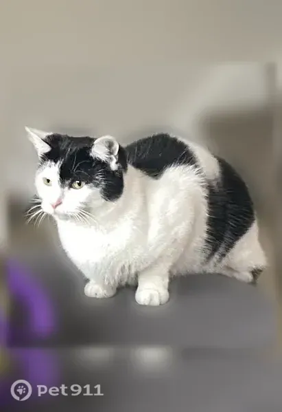 Lost cat, Bird River Road, 9733, Middle River - black and white, light green eyes - photo