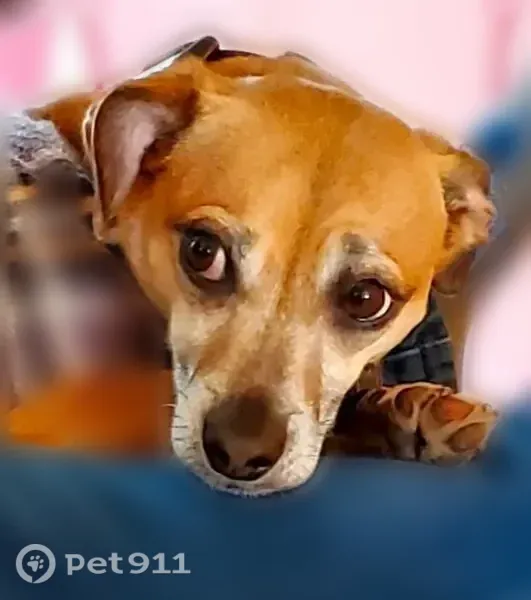 Lost dog, Carrera Circle, 1711, Medford - male, chipped, turquoise collar - photo