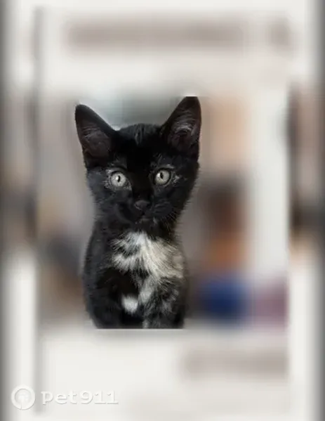 Lost cat, Vine Street, 1504, Murray — female torti kitten - photo