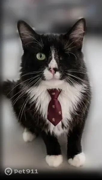 Lost cat, Forest Street, 179, Rocky Hill, Arlington - one eye, long hair - photo