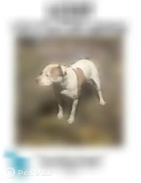 Lost dog, South Menard Avenue, 5415, Chicago - white with brown spots pitbull - photo