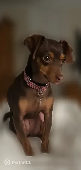 Lost dog, Stonecastle Court, 835, O'Fallon, Lake St. Louis - female, black tee shirt - photo