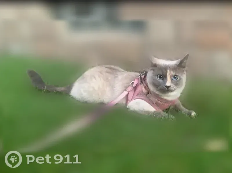 Lost cat, Palmer Street, 17242, Melvindale - female - photo