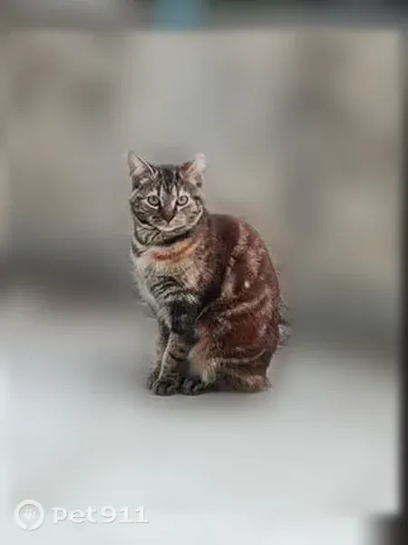 Chat perdu femelle, Square Paul Camy, 6, Tournefeuille, Colomiers - robe écaille de tortue - photo