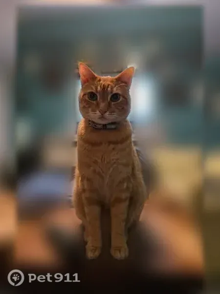 Lost cat, East Applegate Drive, 810, Arlington — female orange tabby - photo