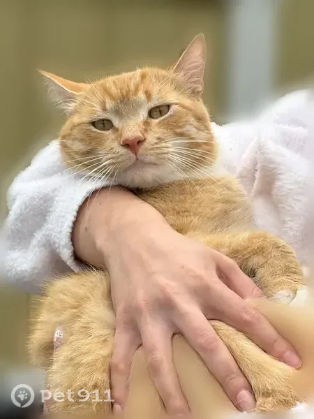 Lost cat, Northwest 15th Avenue, 902, Battle Ground — male, neutered - photo