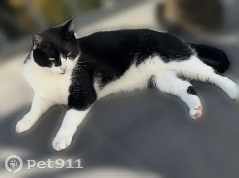 Chat perdu, Avenue Jean Jaurès, Méry-sur-Oise, Paris - femelle - photo