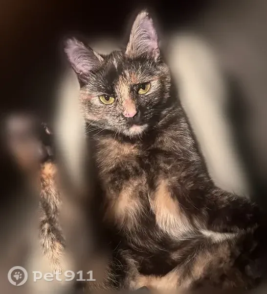 Lost cat, Wainwright Avenue, 320, Staten Island — timid indoor tortie cat - photo