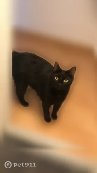 Chat perdu femelle, Rue de Stalingrad, 80, Le Petit-Quevilly — petite taille, yeux jaunes/verts - photo