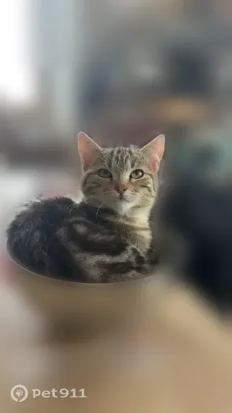 Chat perdu mâle, Avenue Albert 1er, 15, Béziers - gris avec collier anti puce noir - photo
