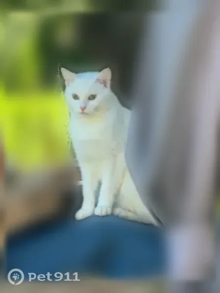 Chat perdu mâle, Rue d'Orival, 1294, Les Grandes-Ventes, Paris - castré, pucé - photo