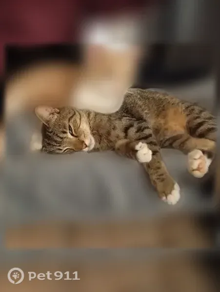 Chat perdu mâle, Rue du Fort, Cirey-sur-Vezouze, Strasbourg - roux dilué, ventre blanc - photo