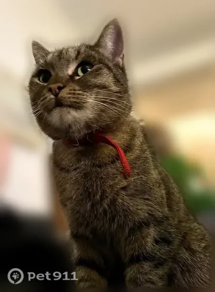 Chat perdu femelle, Rue Pasteur, Argenteuil - chatte tigrée grise, pucée et tatouée - photo