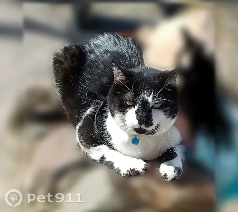Chat perdu mâle, Rue Jean Jaurès, Abscon, Valenciennes - blanc et noir, collier bleu - photo