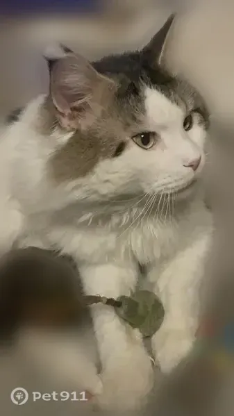 Chat perdu, Rabastens, Occitanie, Paris - mâle Maine coon pucé - photo