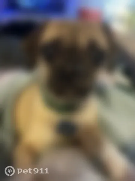 Lost dog, Silver Fox Drive, 7586, Columbus - female, tan coat - photo