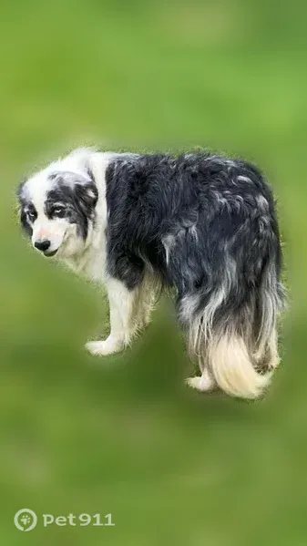 Chien perdu femelle, La Pierre Folle, 5, Montmorillon — yeux vairons - photo