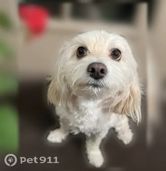 Lost dog, Wesleyan, 13036, El Paso - female, white/beige coat - photo
