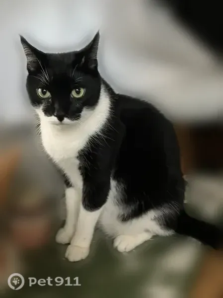 Lost cat, Nāhua Street, 439, Honolulu - male, large black and white - photo