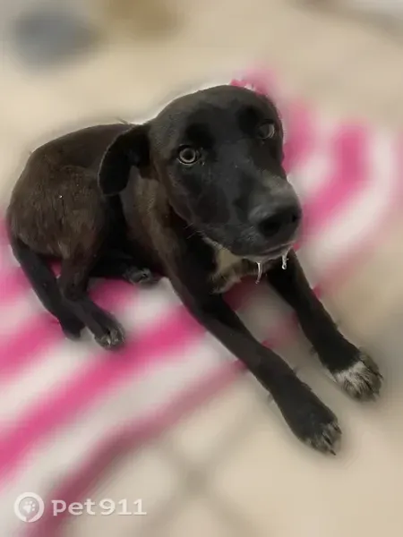 Found dog, Christmasville Cove, Jackson — white chest patch, white paws - photo