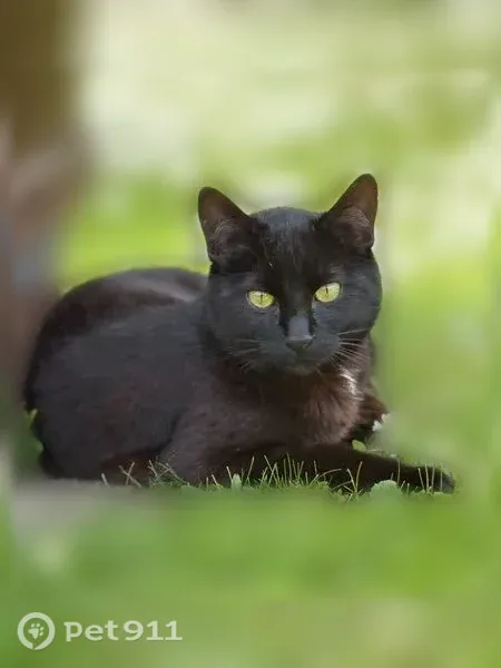Chat perdu mâle, Rue de la Rente Blanche, 1, Chevigny-Saint-Sauveur - noir avec tatouage 