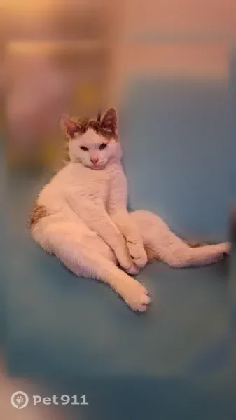 Chat perdu mâle, Route du Thoronet, Vidauban, Avignon - blanc et marron, européen - photo